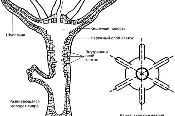 Кракен нар