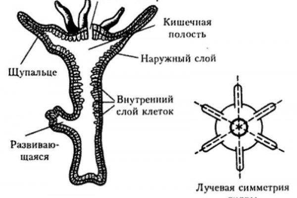 Сайт вместо гидры